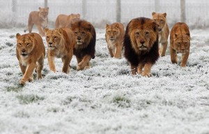 Remember: Lion pride is also a team
