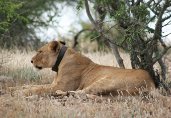 lion-with-collar